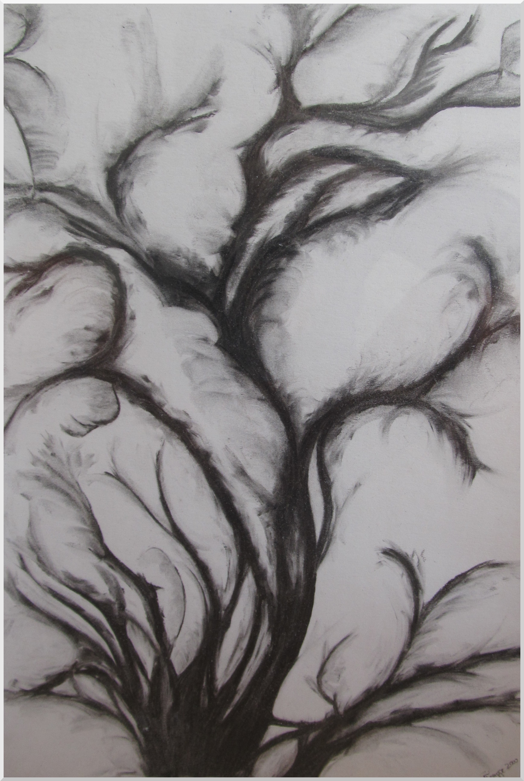 Wachstum in Kohle auf Papier gemalt